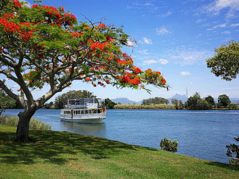 Scenic river cruise boat passing under a flowering tree with bright red blossoms on a sunny day in the Tweed region.
